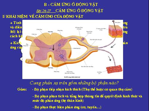 Bài 26. Cảm ứng ở động vật