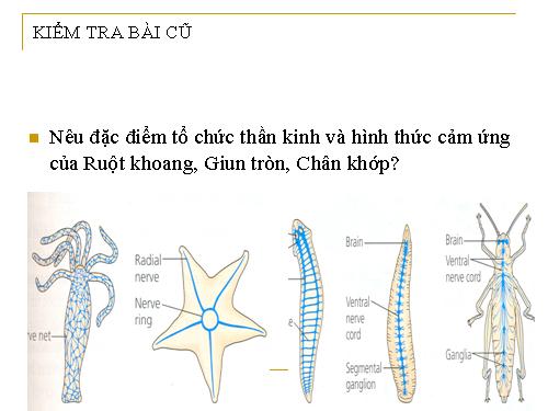 Bài 27. Cảm ứng ở động vật (tiếp theo)