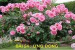 Bài 24. Ứng động