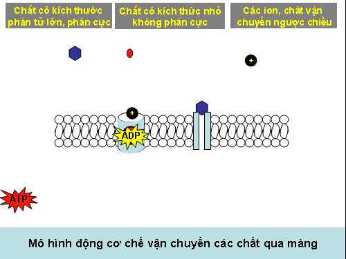 cac mo hinh dong dac biet(ki thuat cao)