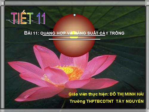 Bài 11. Quang hợp và năng suất cây trồng