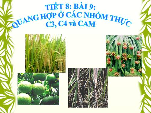 Bài 9. Quang hợp ở các nhóm thực vật C3, C4 và CAM