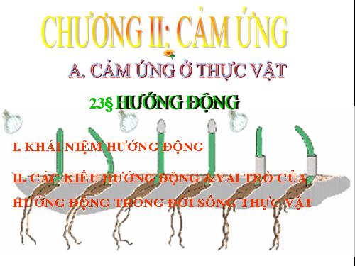 Bài 23. Hướng động