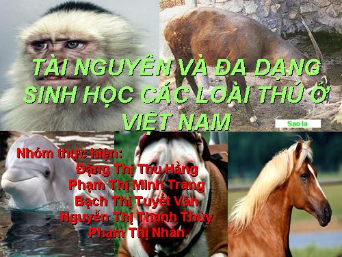 thực vật bậc cao họ gừng