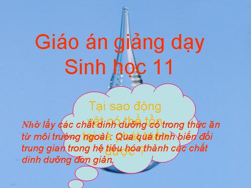 Bài 15. Tiêu hoá ở động vật