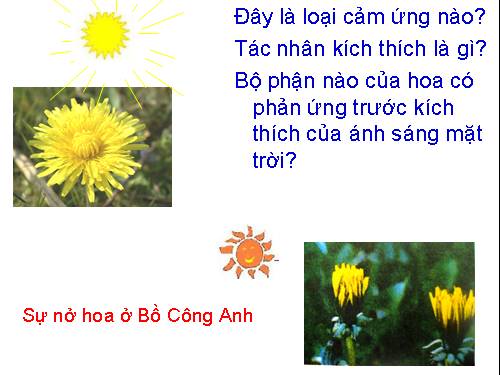 Bài 26. Cảm ứng ở động vật