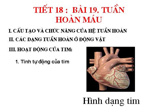 Bài 19. Tuần hoàn máu (tiếp theo)