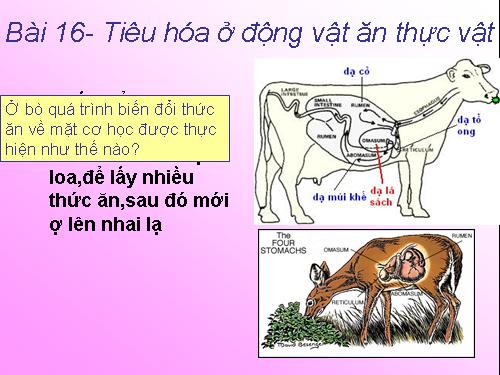 Bài 16. Tiêu hoá ở động vật (tiếp theo)