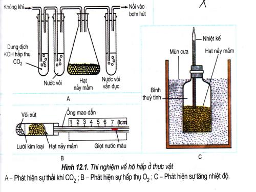 Bài 12. Hô hấp ở thực vật