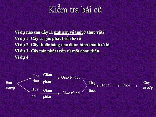 Bài 42. Sinh sản hữu tính ở thực vật