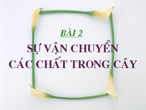 Bài 2. Vận chuyển các chất trong cây