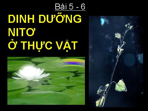 Bài 6. Dinh dưỡng nitơ ở thực vật (tiếp theo)