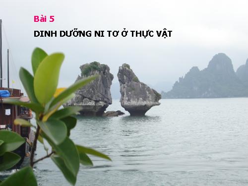 Bài 5. Dinh dưỡng nitơ ở thực vật