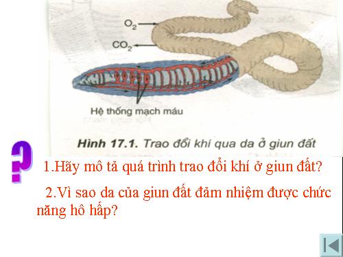 Bài 17. Hô hấp ở động vật