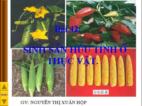 Bài 42. Sinh sản hữu tính ở thực vật