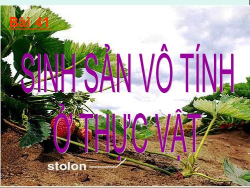 Bài 41. Sinh sản vô tính ở thực vật