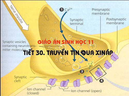 Bài 30. Truyền tin qua xináp