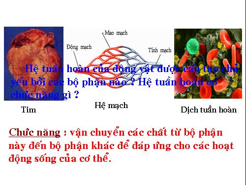 Bài 19. Tuần hoàn máu (tiếp theo)