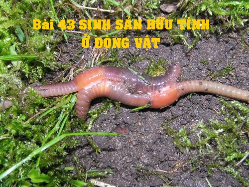 Bài 45. Sinh sản hữu tính ở động vật