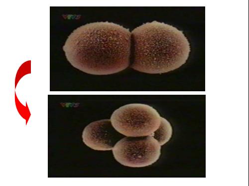 bài 29: sự phân chia tế bào ở sinh vật nhân chuẩn
