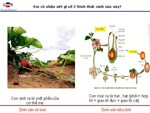 Bài 42. Sinh sản hữu tính ở thực vật