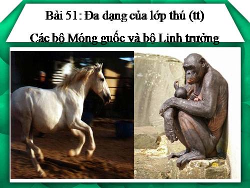 Bài 51. Đa dạng của lớp Thú: Các bộ Móng guốc và bộ Linh trưởng