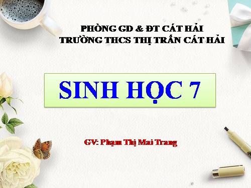 Bài 40. Đa dạng và đặc điểm chung của lớp Bò sát