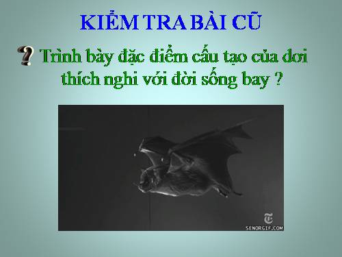 Bài 50. Đa dạng của lớp Thú: Bộ Ăn sâu bọ, bộ Gặm nhấm, bộ Ăn thịt