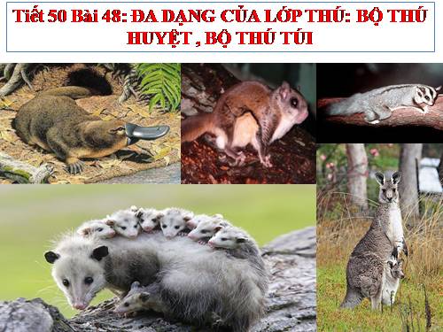 Bài 48. Đa dạng của lớp Thú: Bộ Thú huyệt, bộ Thú túi