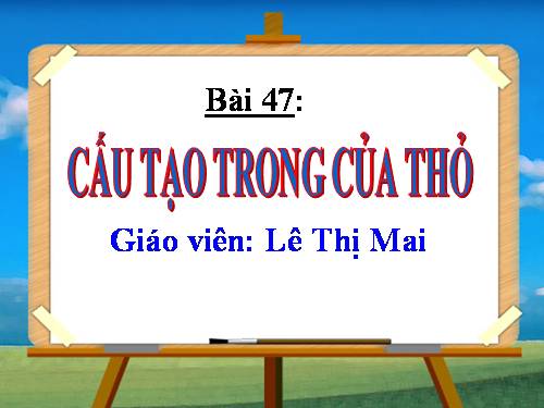 Bài 47. Cấu tạo trong của thỏ