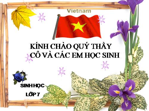 Bài 46. Thỏ