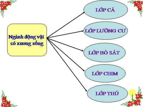 Bài 46. Thỏ