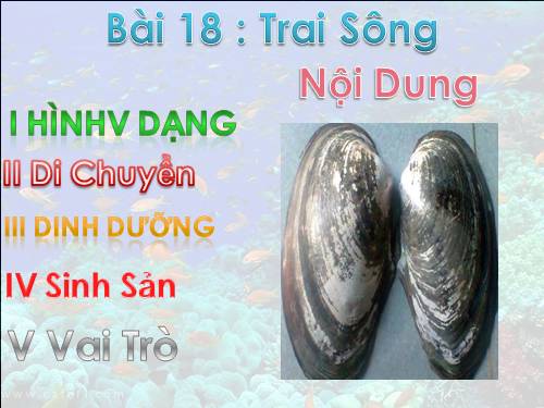 Bài 18. Trai sông