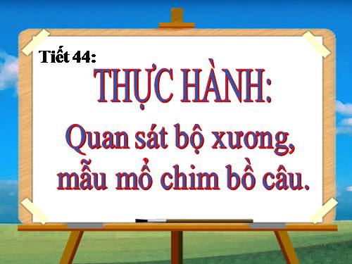 Bài 42. Thực hành: Quan sát bộ xương, mẫu mổ chim bồ câu