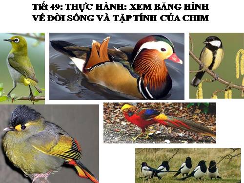 Bài 45. Thực hành: Xem băng hình về đời sống và tập tính của chim