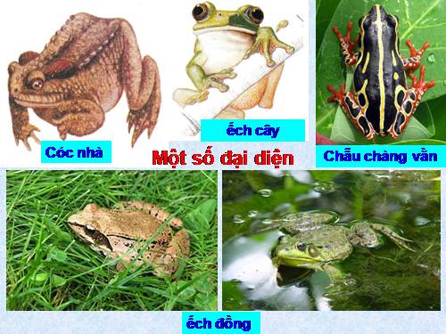 Bài 37. Đa dạng và đặc điểm chung của lớp Lưỡng cư