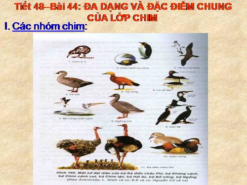 Bài 44. Đa dạng và đặc điểm chung của lớp Chim