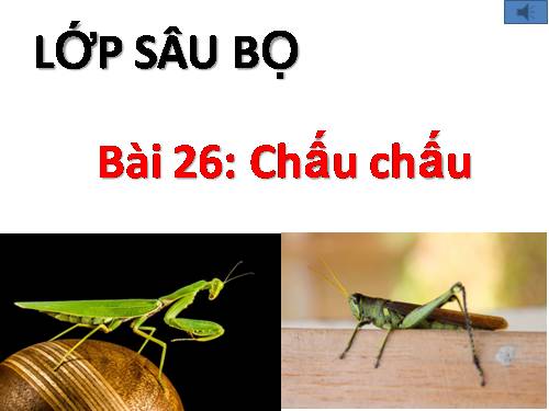 Bài 26. Châu chấu