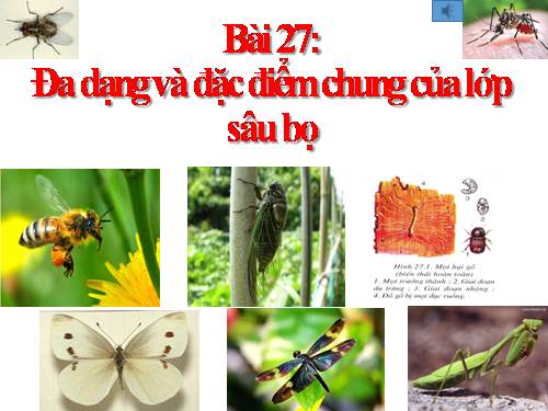 Bài 27. Đa dạng và đặc điểm chung của lớp Sâu bọ