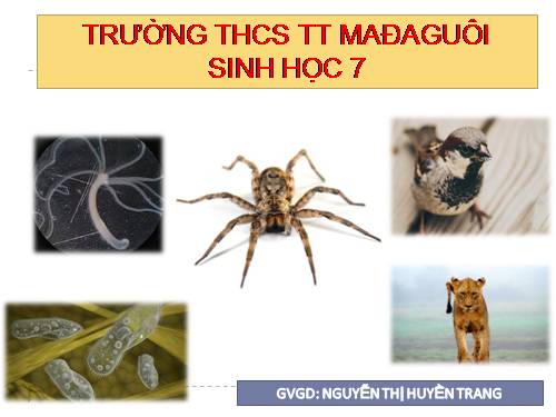 Bài 25. Nhện và sự đa dạng của lớp Hình nhện