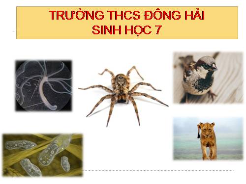 Bài 25. Nhện và sự đa dạng của lớp Hình nhện