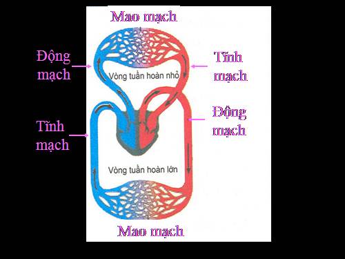 cấu trúc hệ mạch