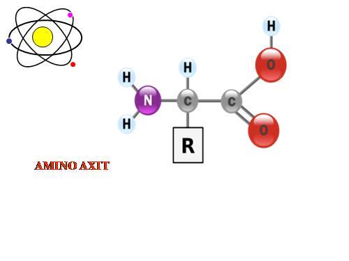 Bài 10. Amino axit