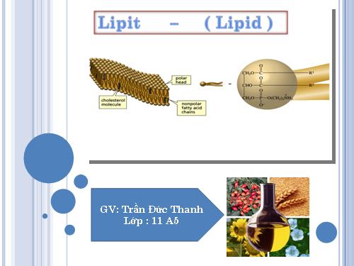 Bài 2. Lipit