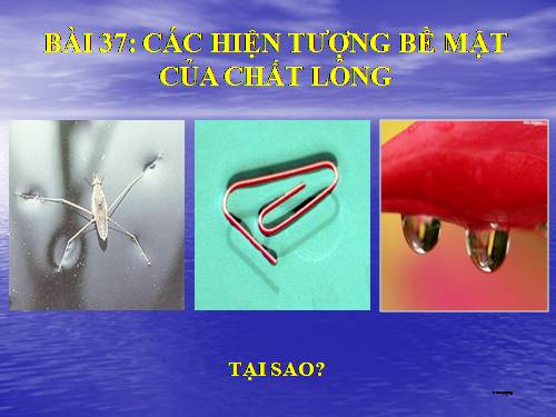 Bài 37. Các hiện tượng bề mặt của chất lỏng