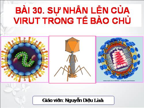 Bài 30. Sự nhân lên của virut trong tế bào chủ