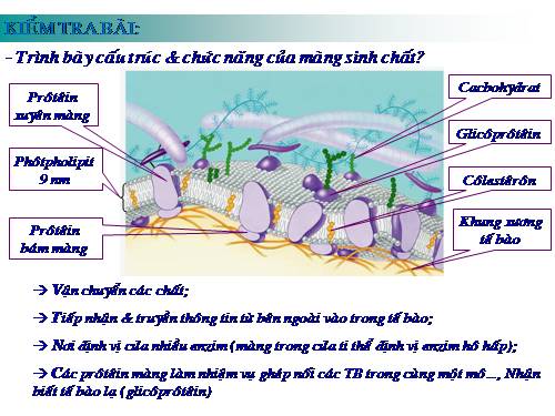 Bài 11. Vận chuyển các chất qua màng sinh chất