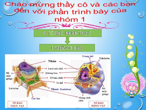 Bài 8. Tế bào nhân thực