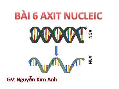 Bài 6. Axit nuclêic