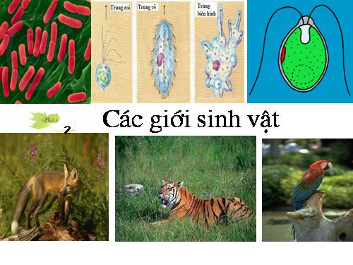 Bài 2. Các giới sinh vật